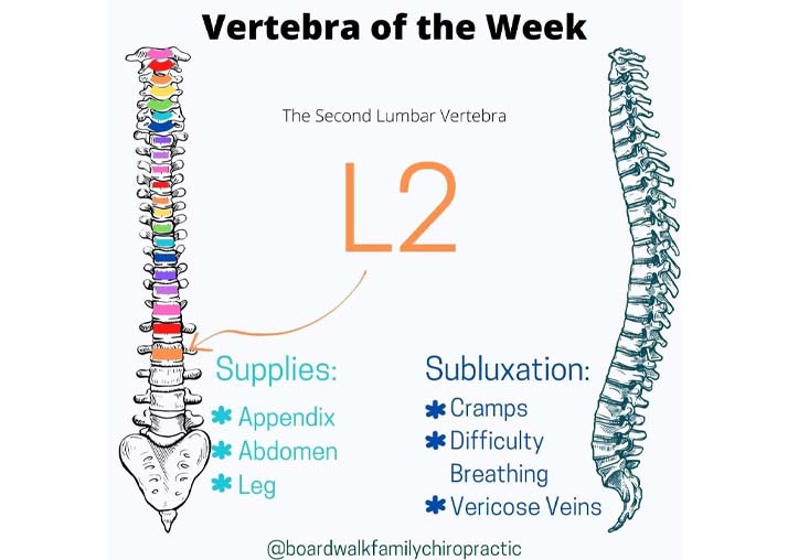 Chiropractic Winnebago IL L2 Vertebra