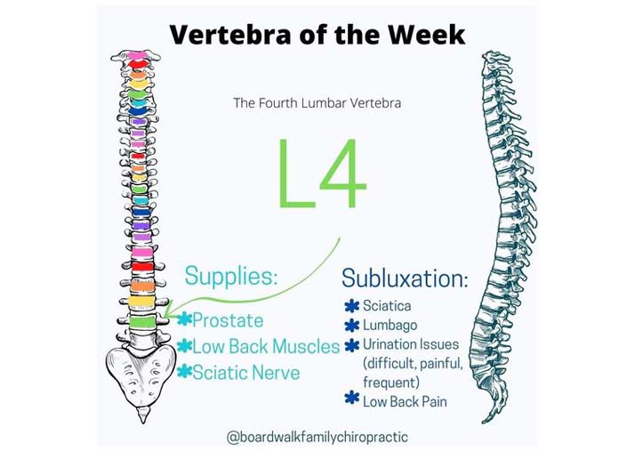 Chiropractic Winnebago IL L4 Vertebra