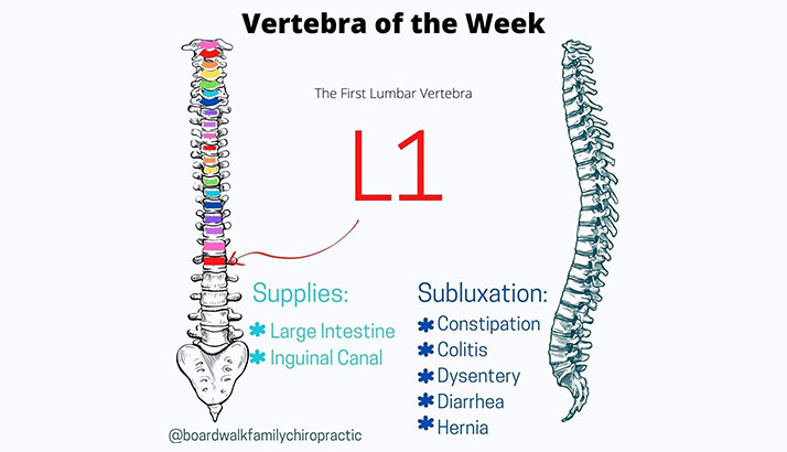 Chiropractic Winnebago IL L1 Vertebra