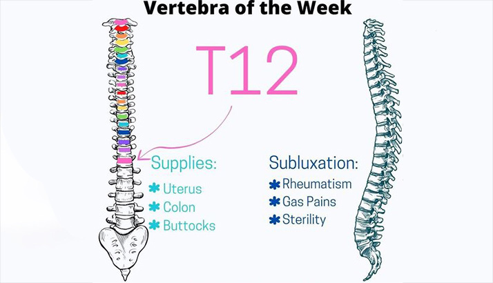 Chiropractic Winnebago IL T12 Vertebra