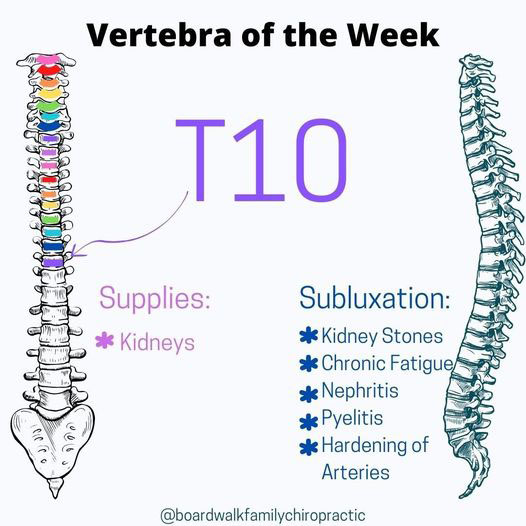 Chiropractic Winnebago IL T10 Vertebra