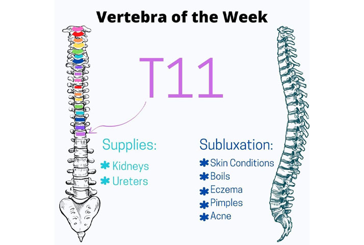 Chiropractic Winnebago IL T11 Vertebra