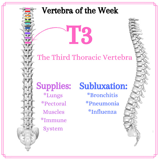 Chiropractic Winnebago IL T3 Vertebra