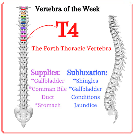 Chiropractic Winnebago IL T4 Vertebra