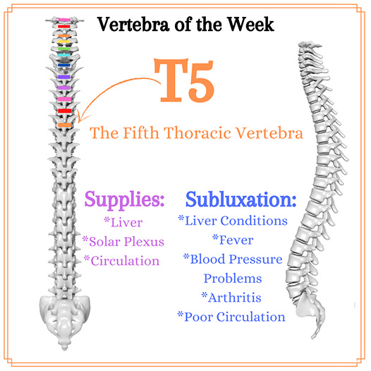 Chiropractic Winnebago IL T5 Vertebra