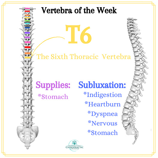 Chiropractic Winnebago IL T6 Vertebra