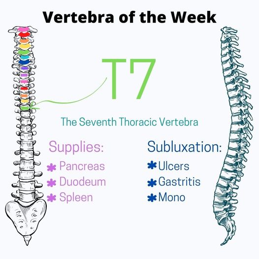 Chiropractic Winnebago IL T7 Vertebra