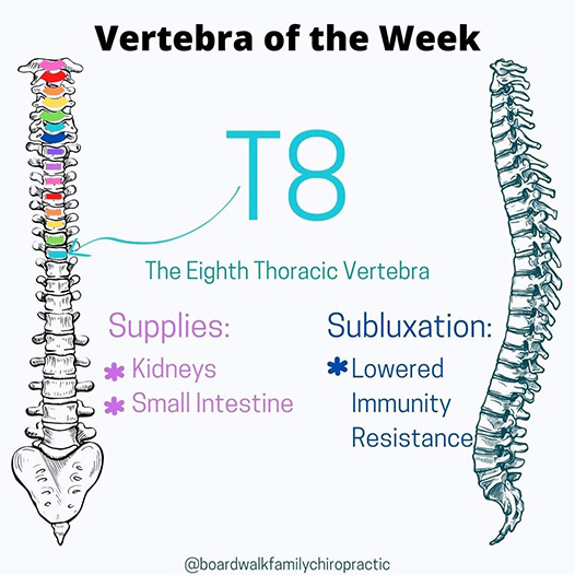 Chiropractic Winnebago IL T8 Vertebra